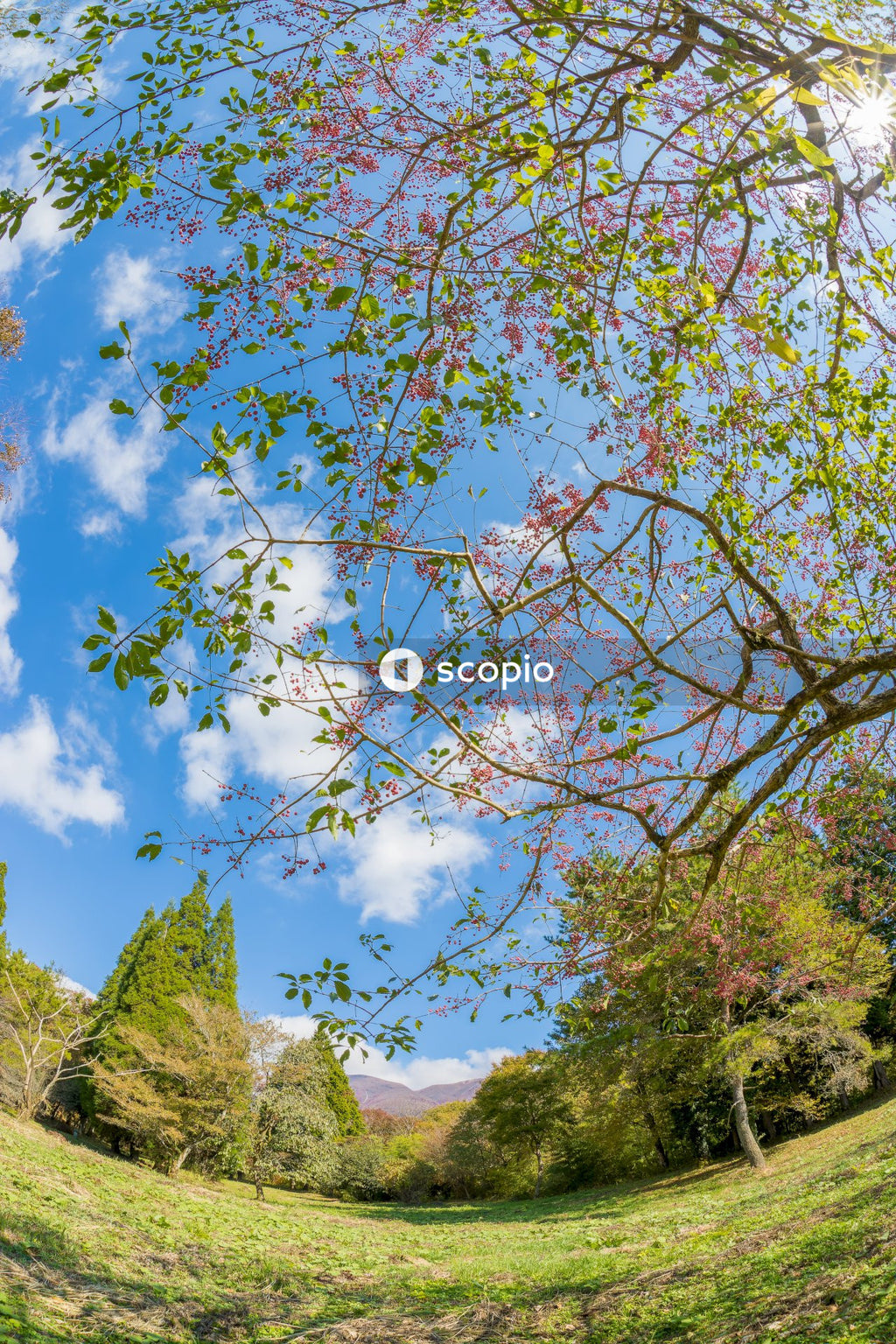Green trees under blue sky and white clouds