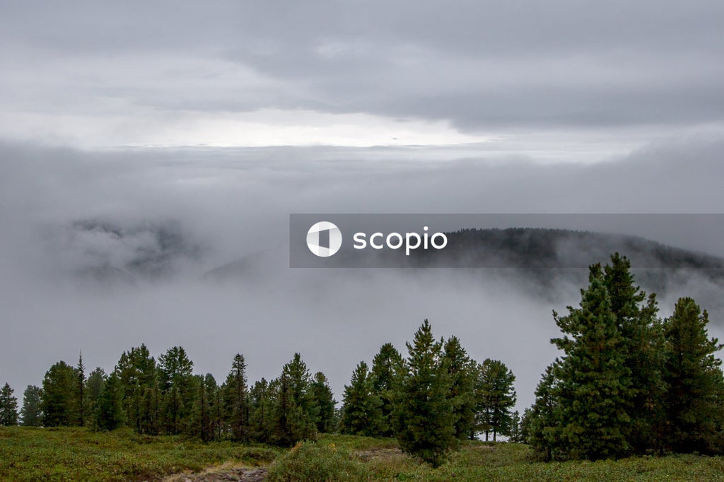 Green trees under white clouds