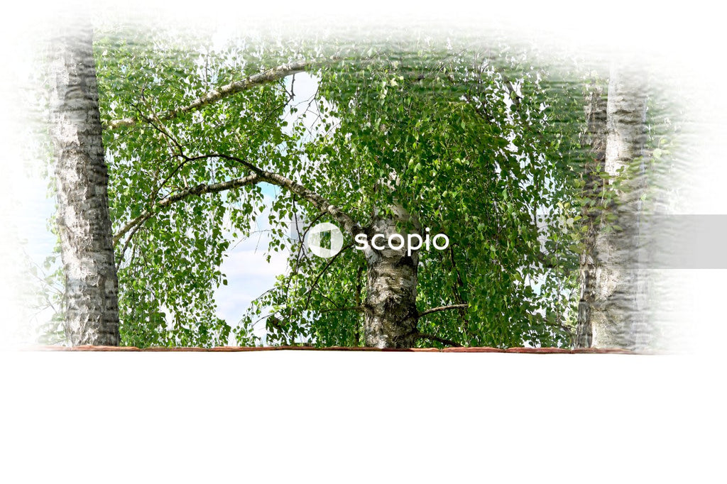 Green trees under white sky