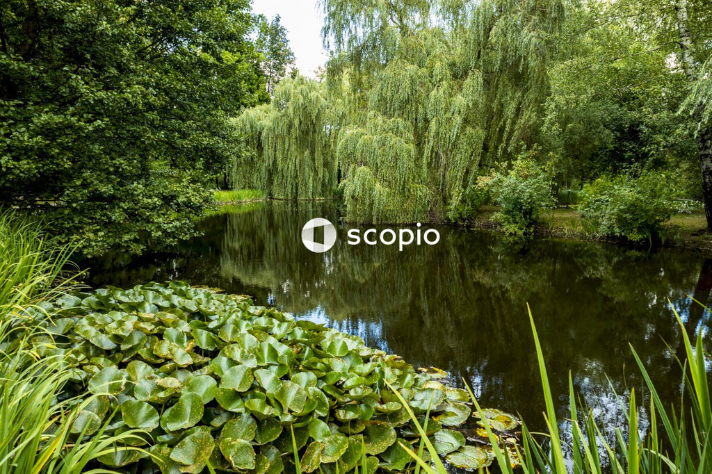Green water lilies on river