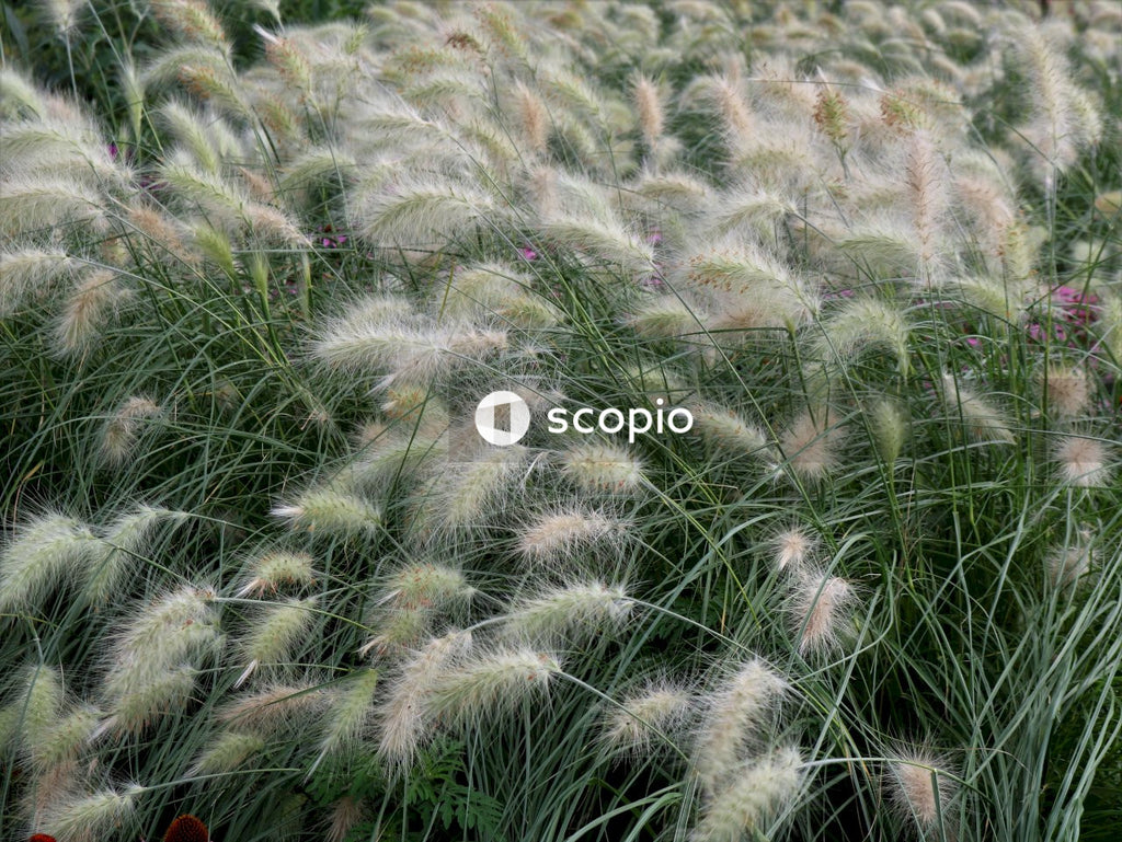Green wheat field