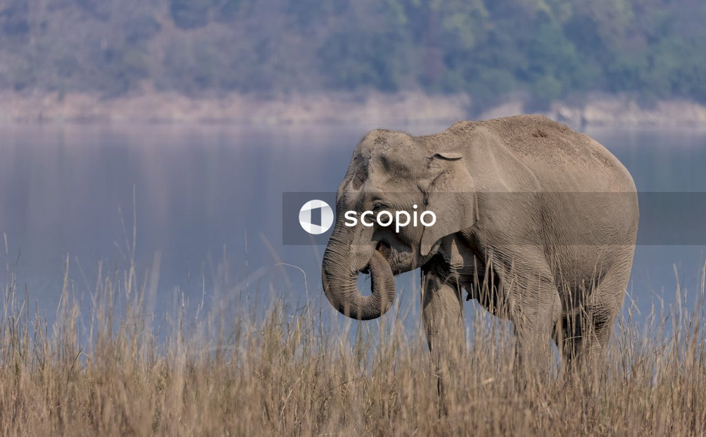 Grey elephant on brown grass field