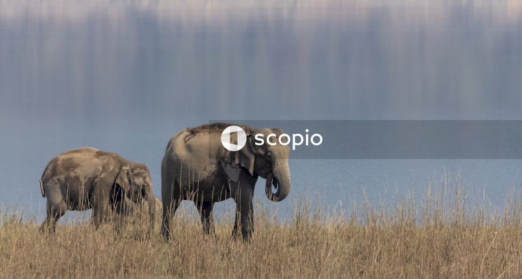 Grey elephant on brown grass field