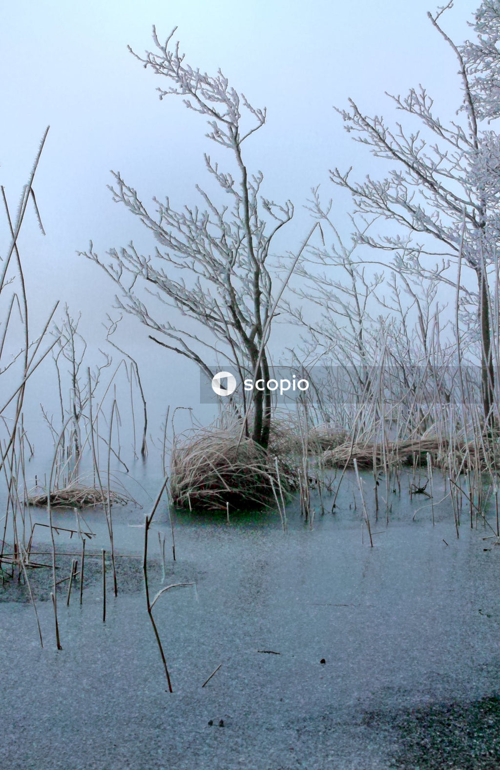 Leafless tree on body of water