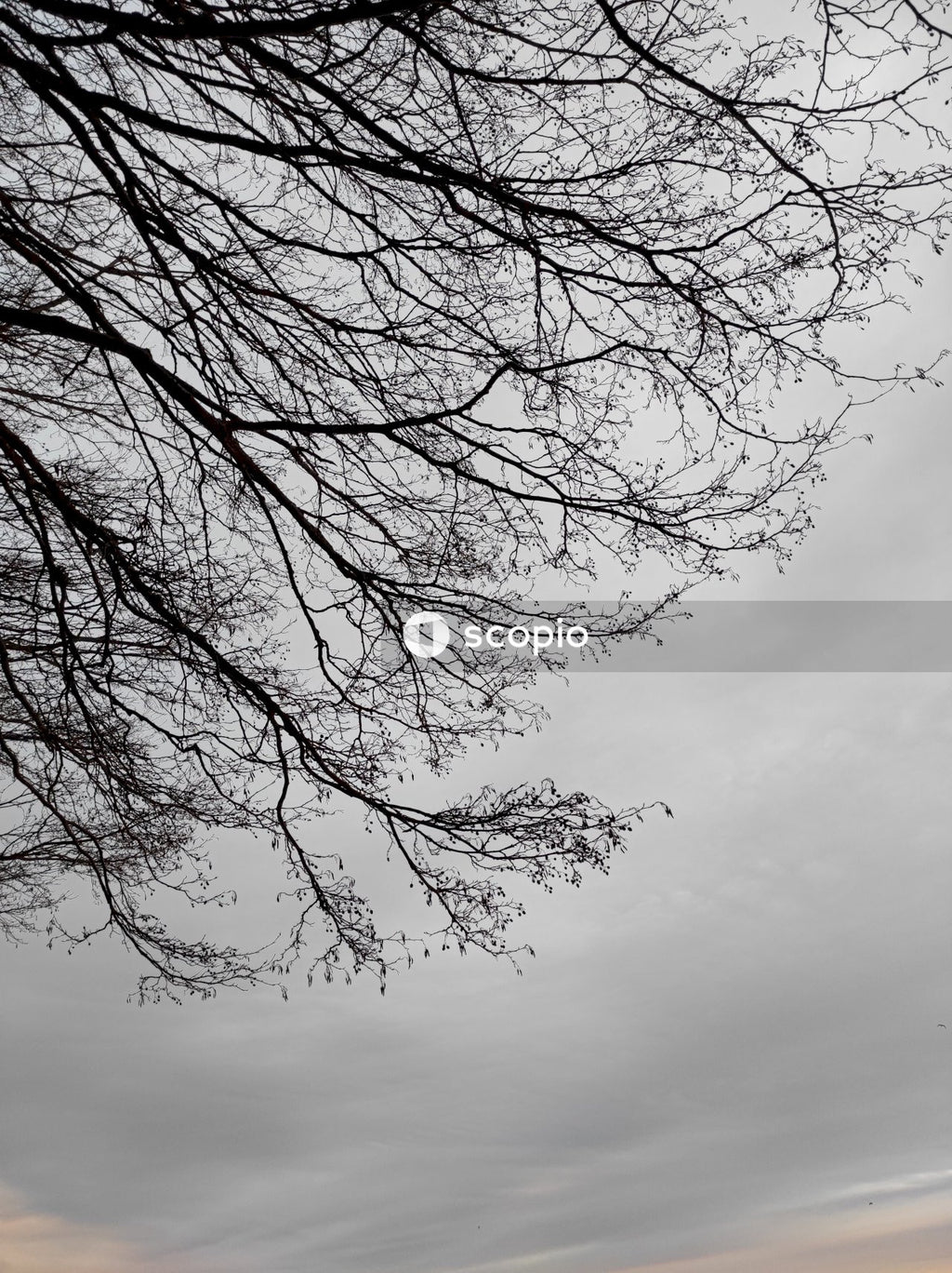 Leafless tree under cloudy sky