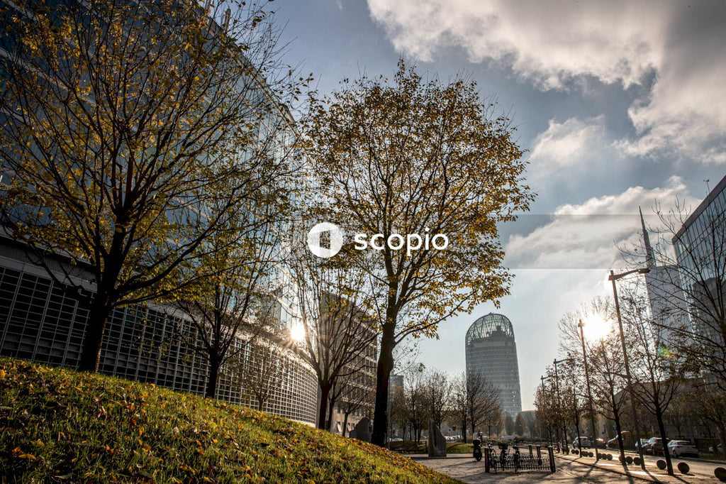 Leafless trees near building