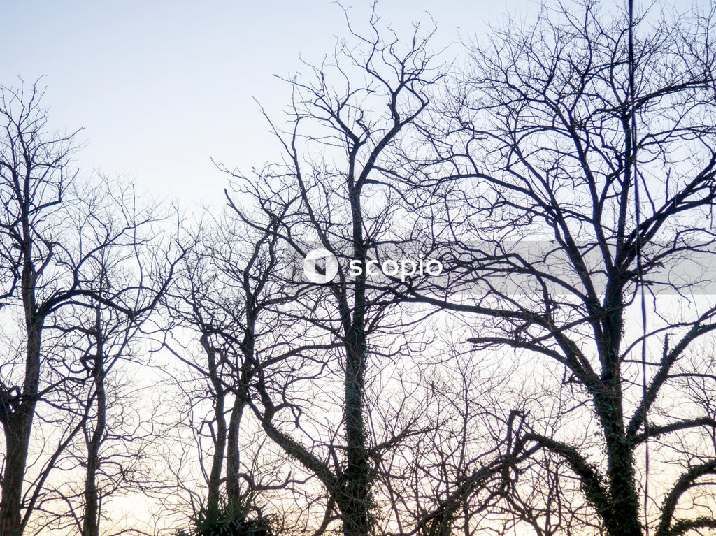 Leafless trees under blue sky