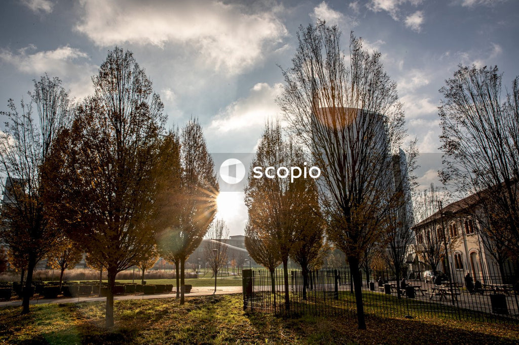 Leafless trees under cloudy sky