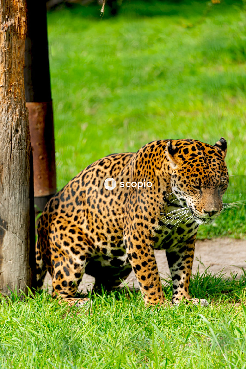 Leopard walking on green grass