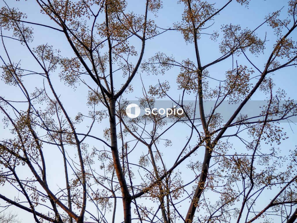 Low angle photography of leafless tree under blue sky