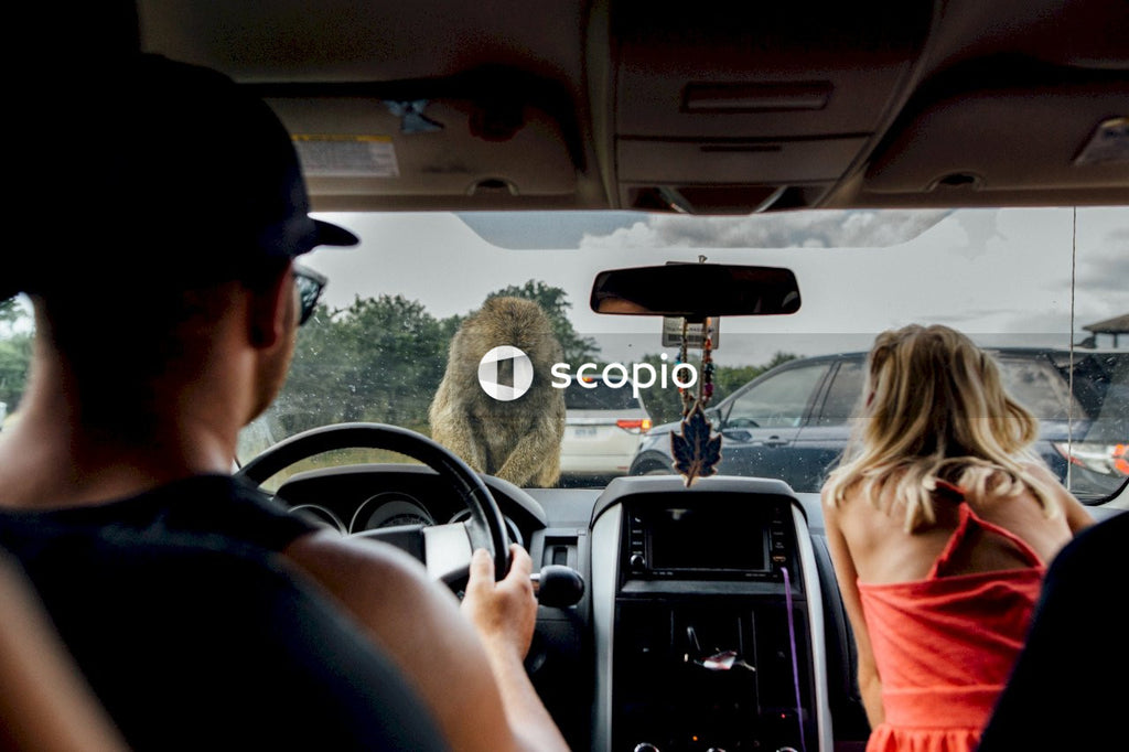 Man and woman inside car looking at bear