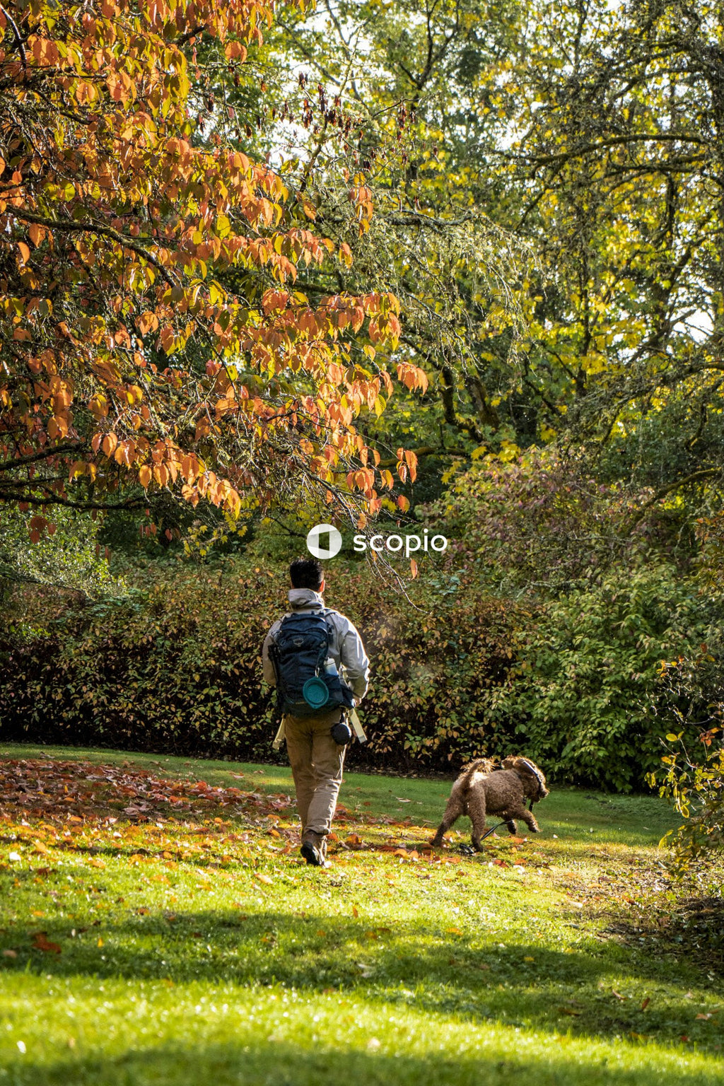 Man in blue jacket and blue denim jeans walking with brown dog on green grass field