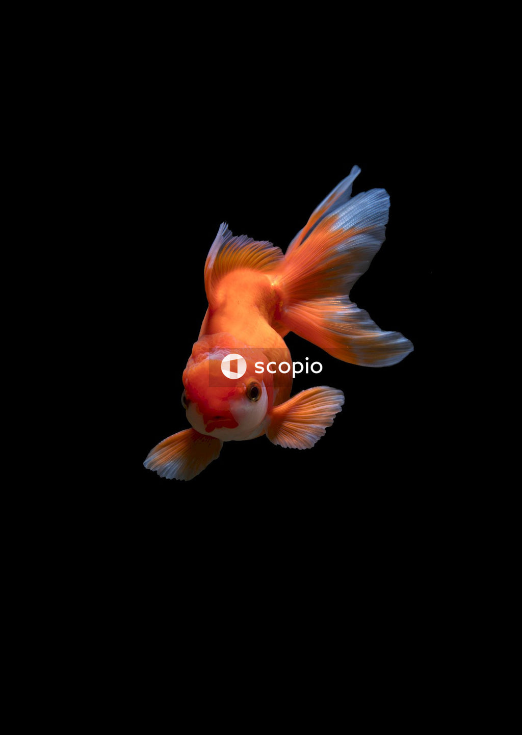 Orange and white fish on black background