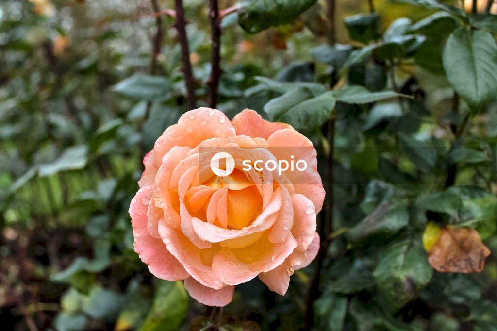 Orange flower in tilt shift lens