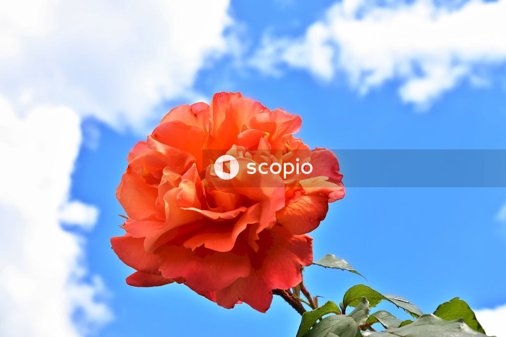 Orange flower under blue sky