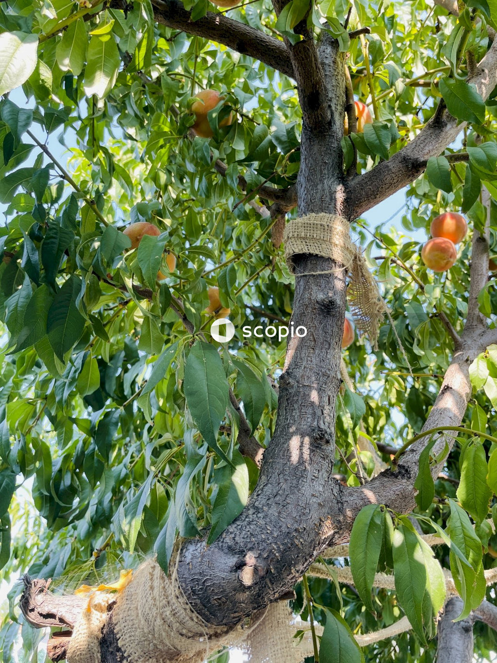 Orange fruit on brown tree