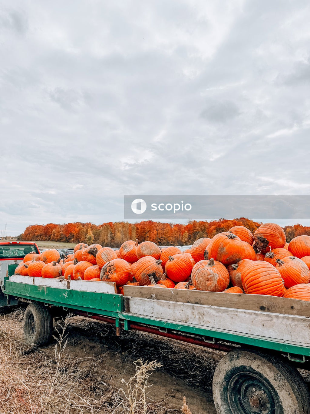 Orange pumpkins on green trailer