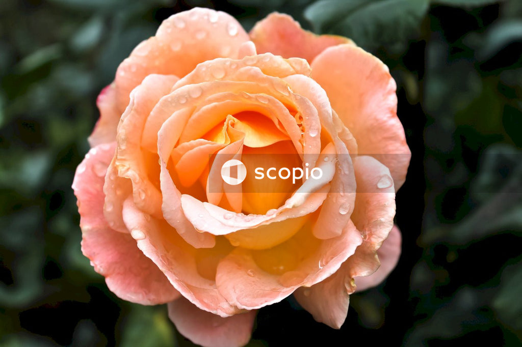 Orange rose in bloom