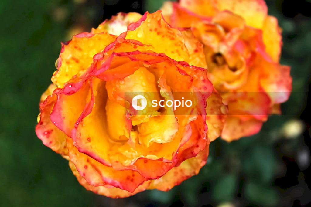 Orange rose in bloom