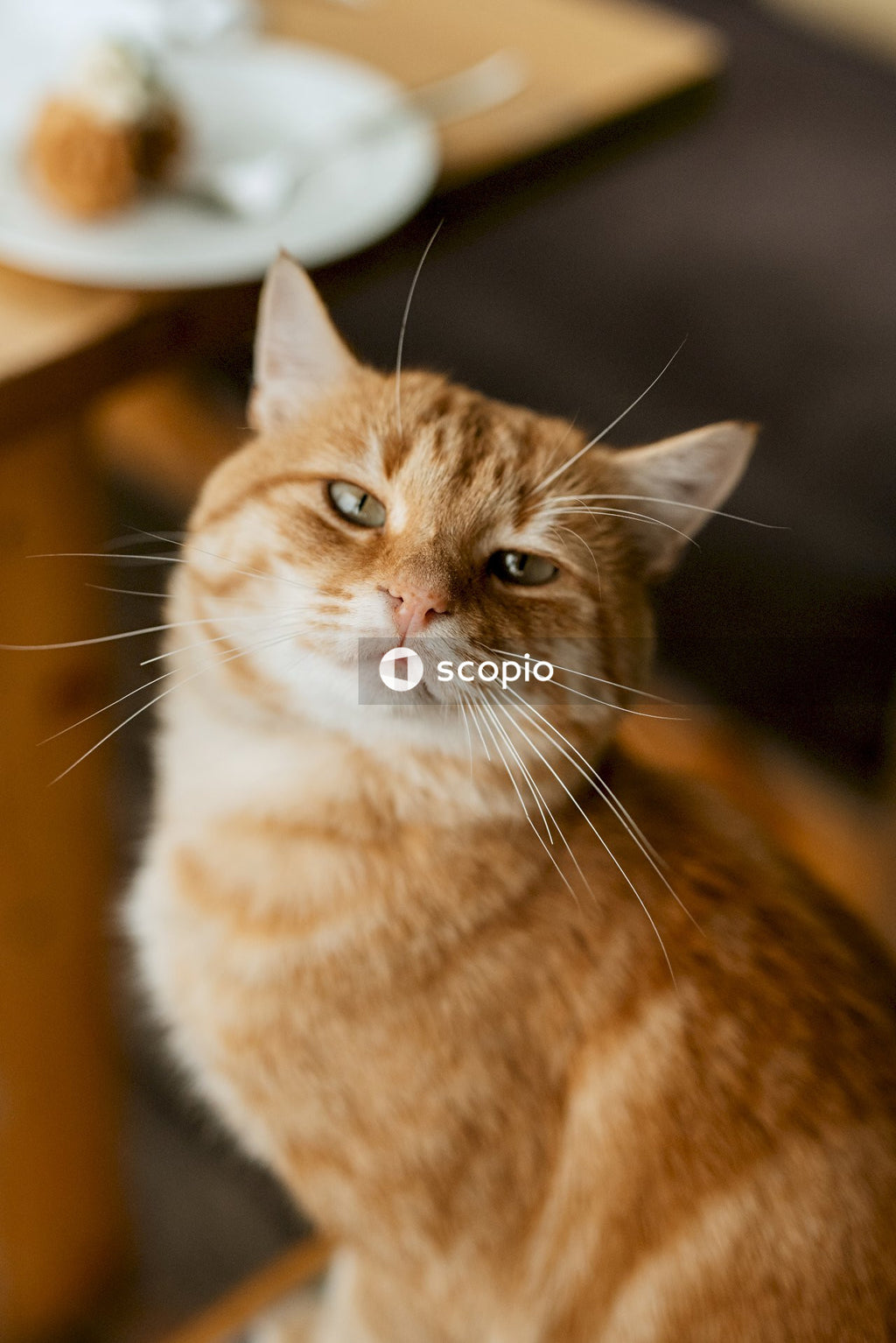 Orange tabby cat in close up