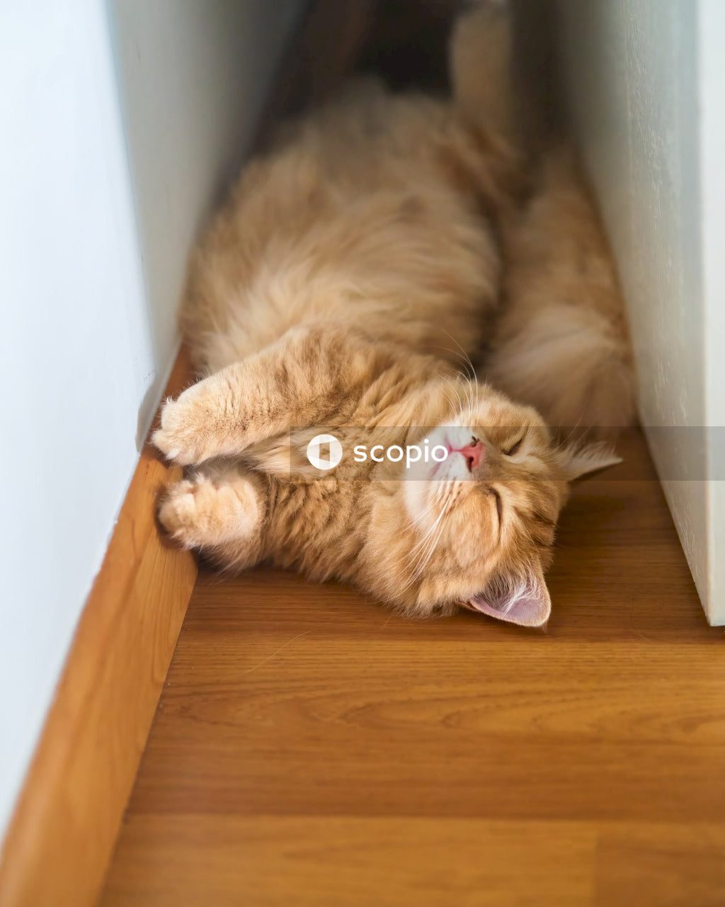Orange tabby cat lying on brown wooden floor