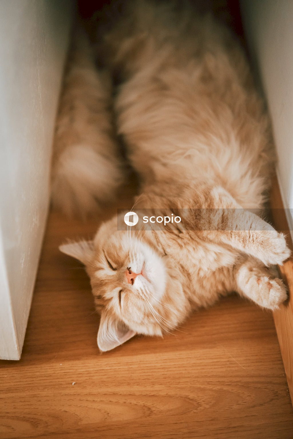 Orange tabby cat lying on brown wooden floor
