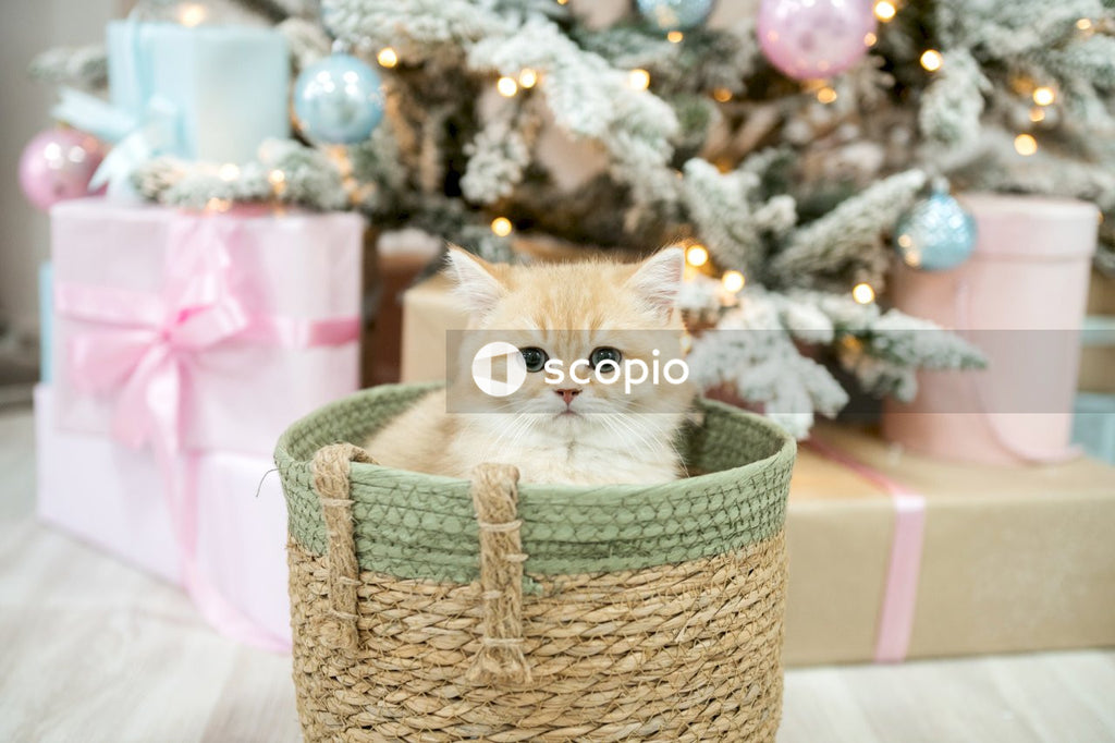 Orange tabby cat on brown wicker basket