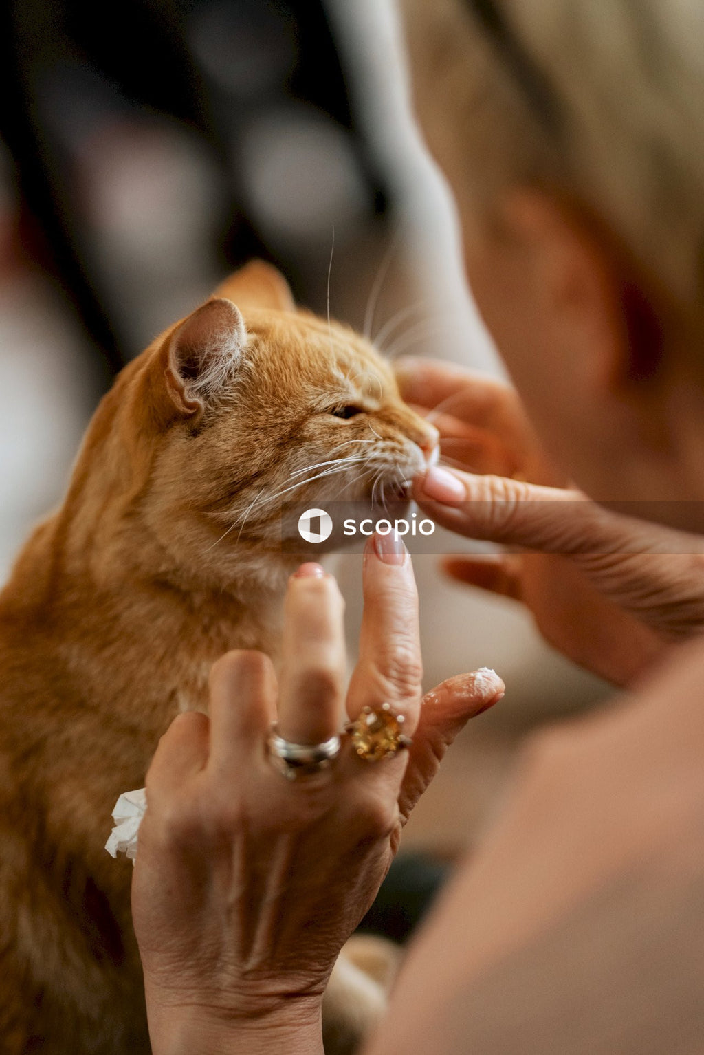 Orange tabby cat on persons hand