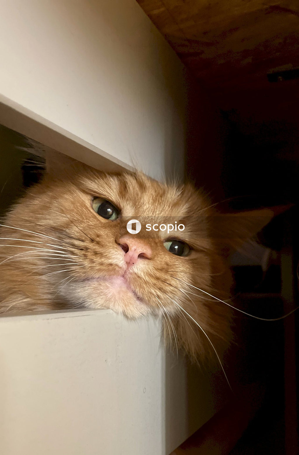 Orange tabby cat on white box