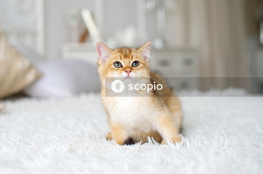 Orange tabby cat on white textile