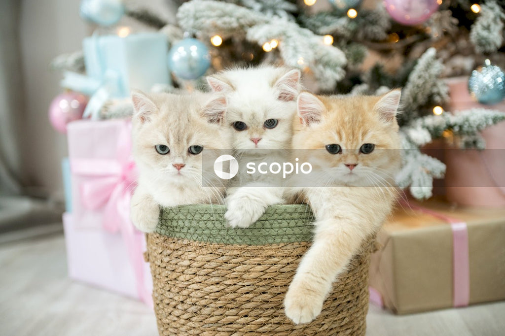 Orange tabby kitten on brown wicker basket