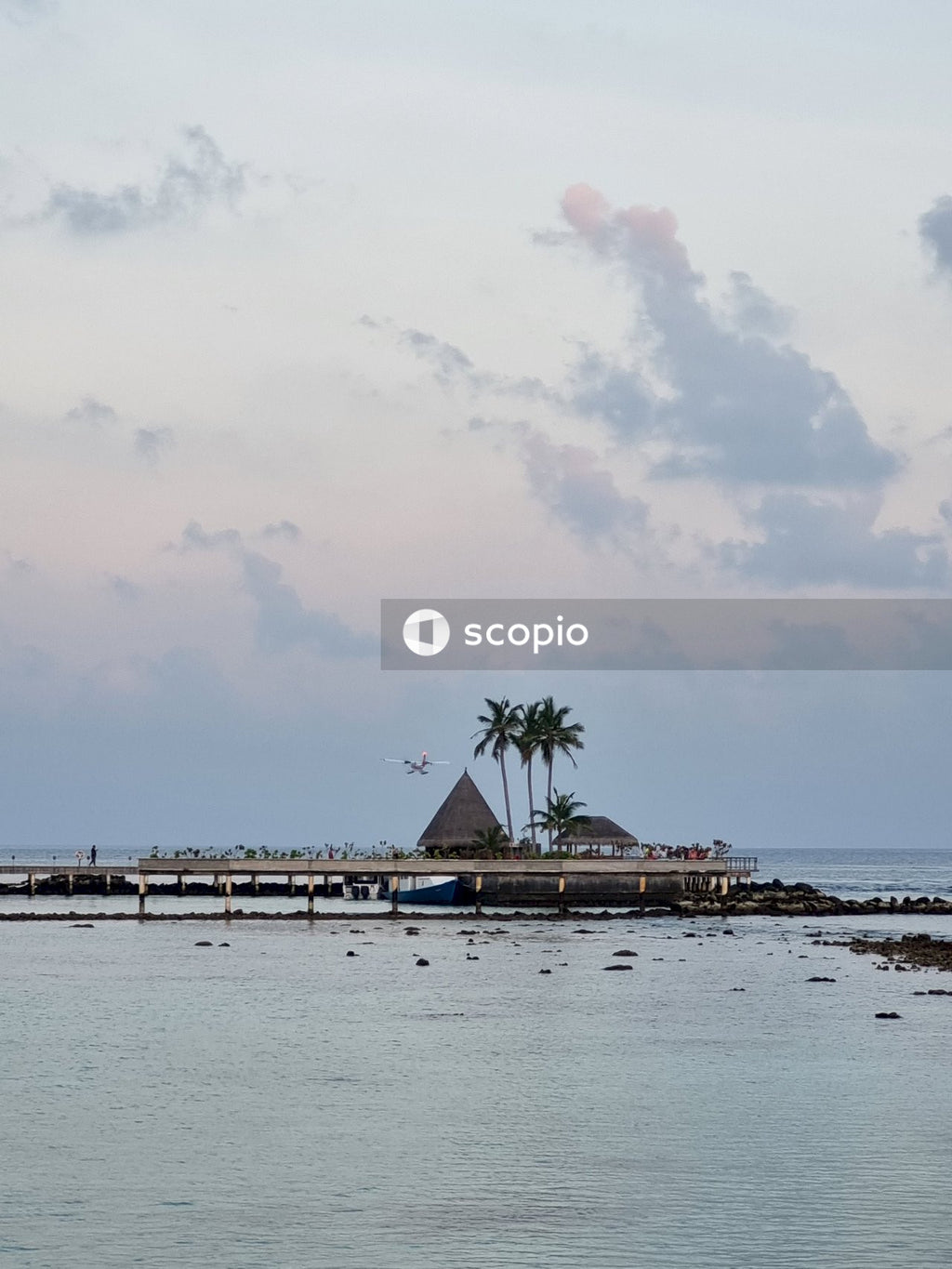 Palm trees on beach shore