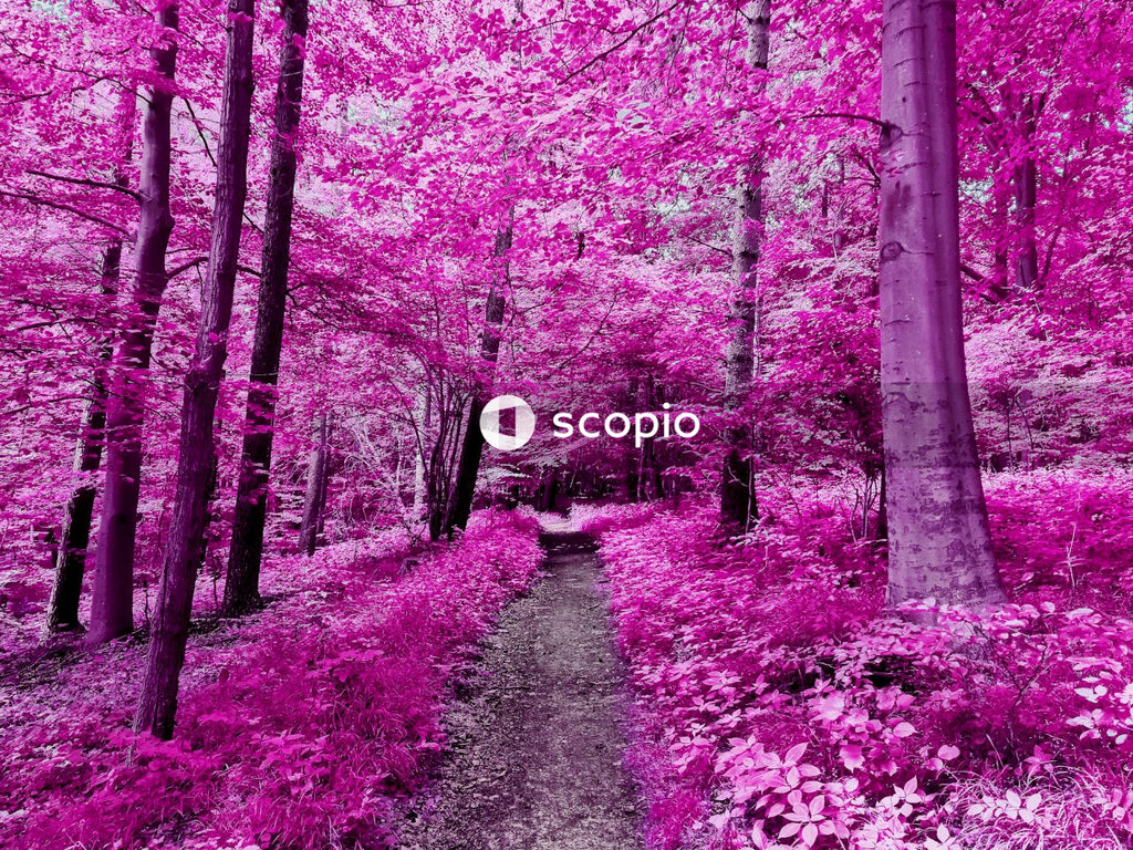 Pathway between trees