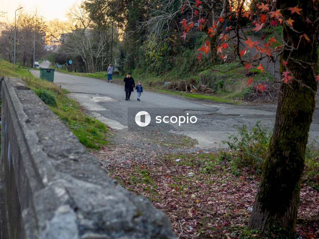 People walking on road near trees