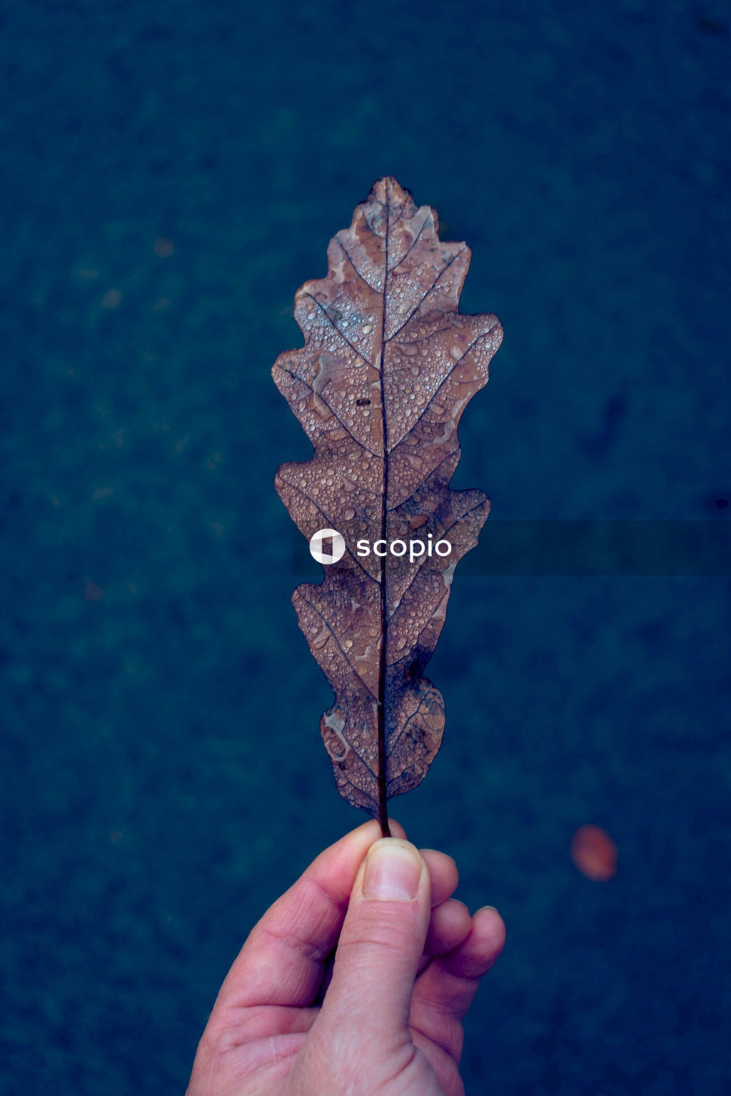 Person holding brown maple leaf