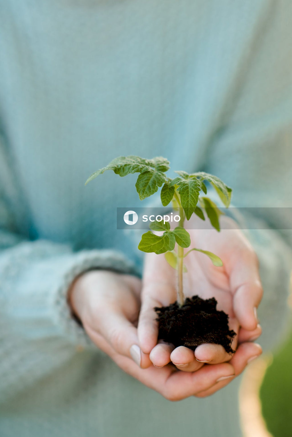Person holding green plant