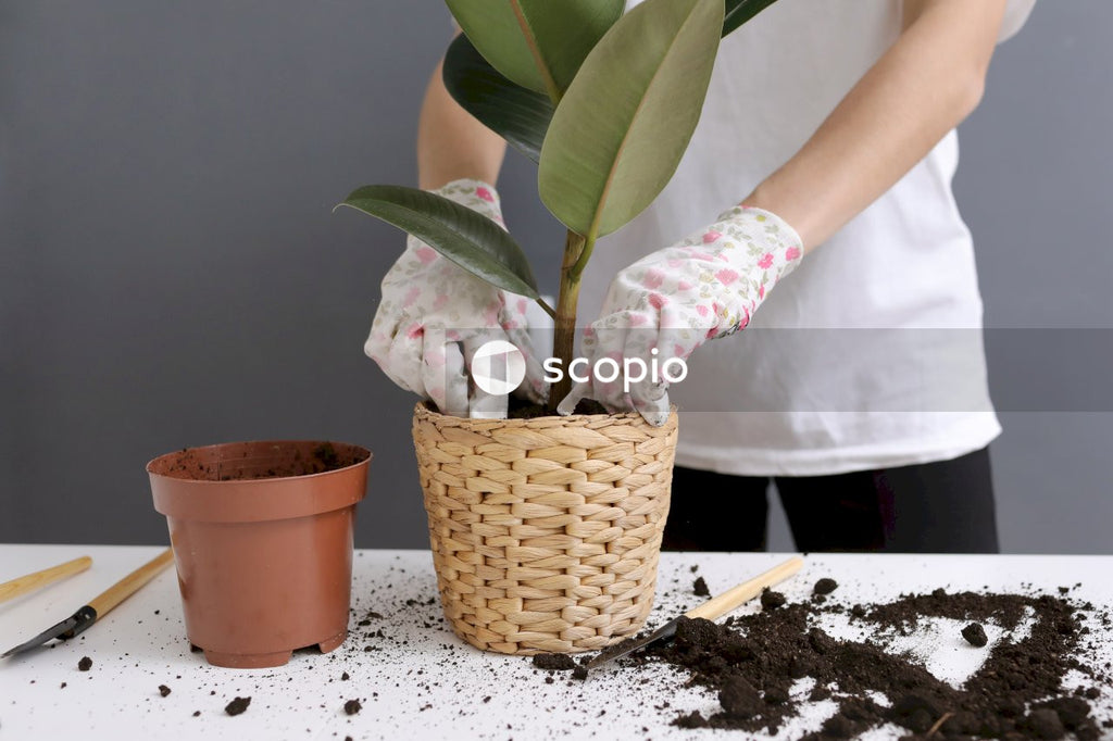 Person holding green plant in brown woven pot