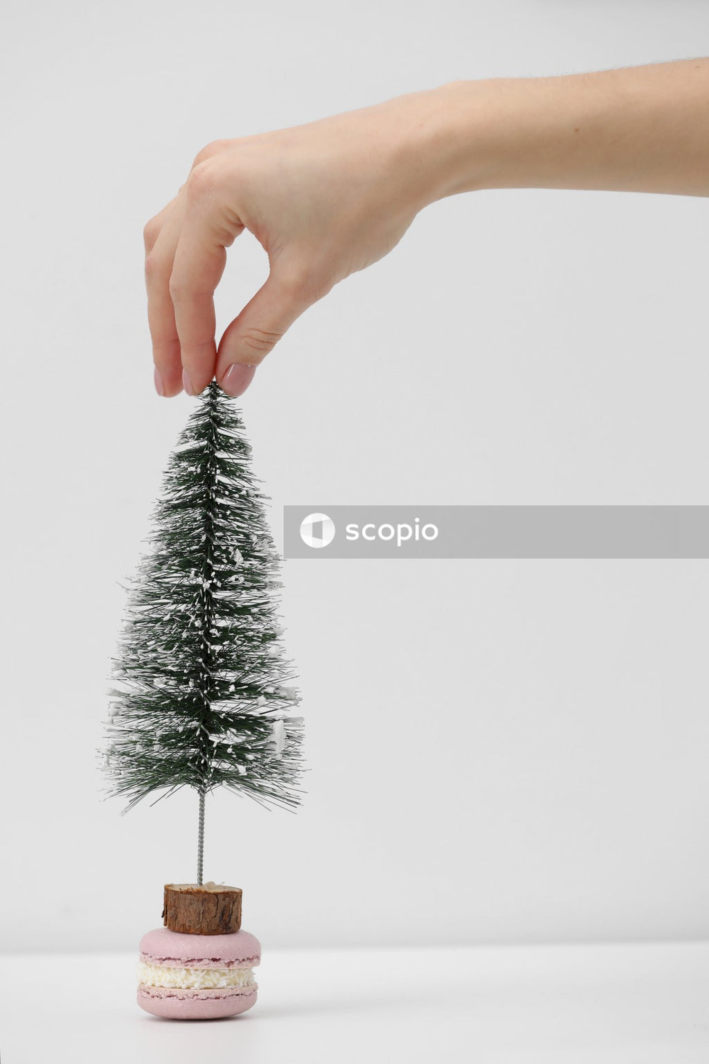 Person holding green plant on white background