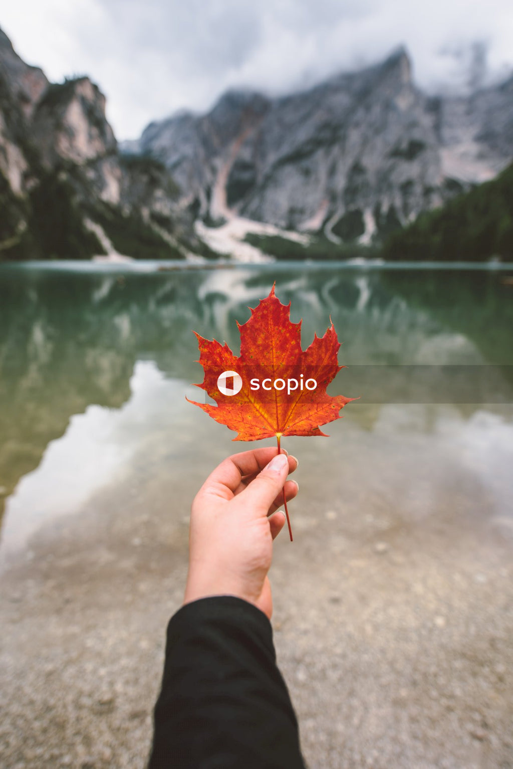 Person holding red maple leaf