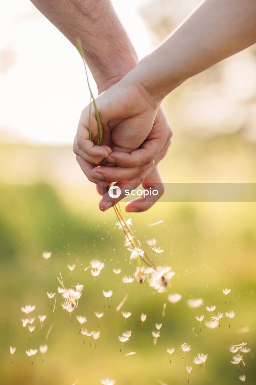Person holding white flower