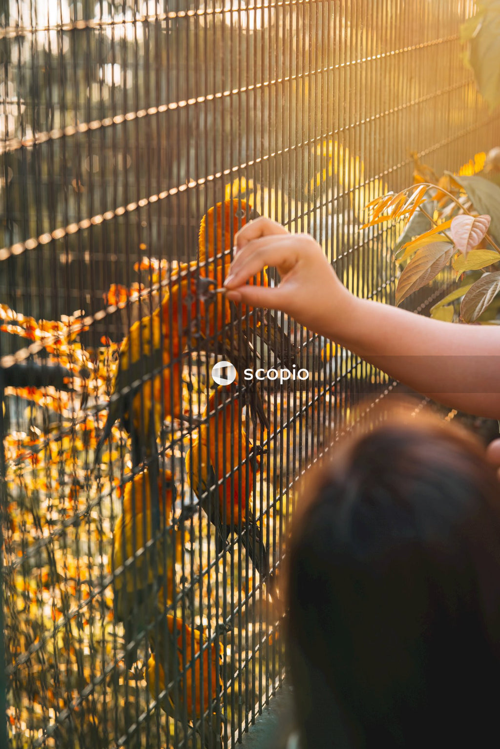 Person holding yellow and green leaves