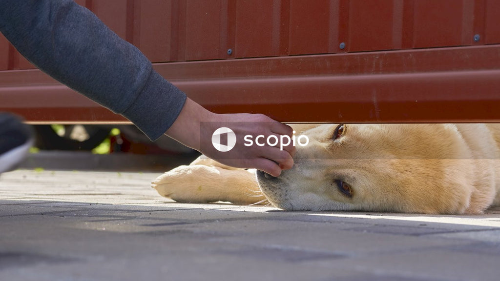 Person in blue denim jeans holding brown short coated dog