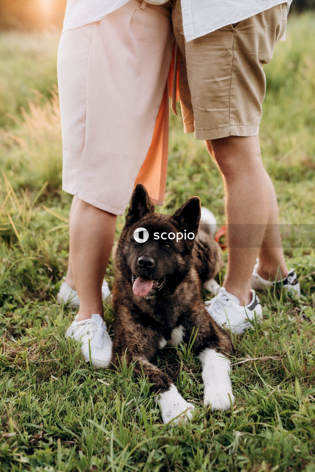 Dog sitting between man and woman hugging