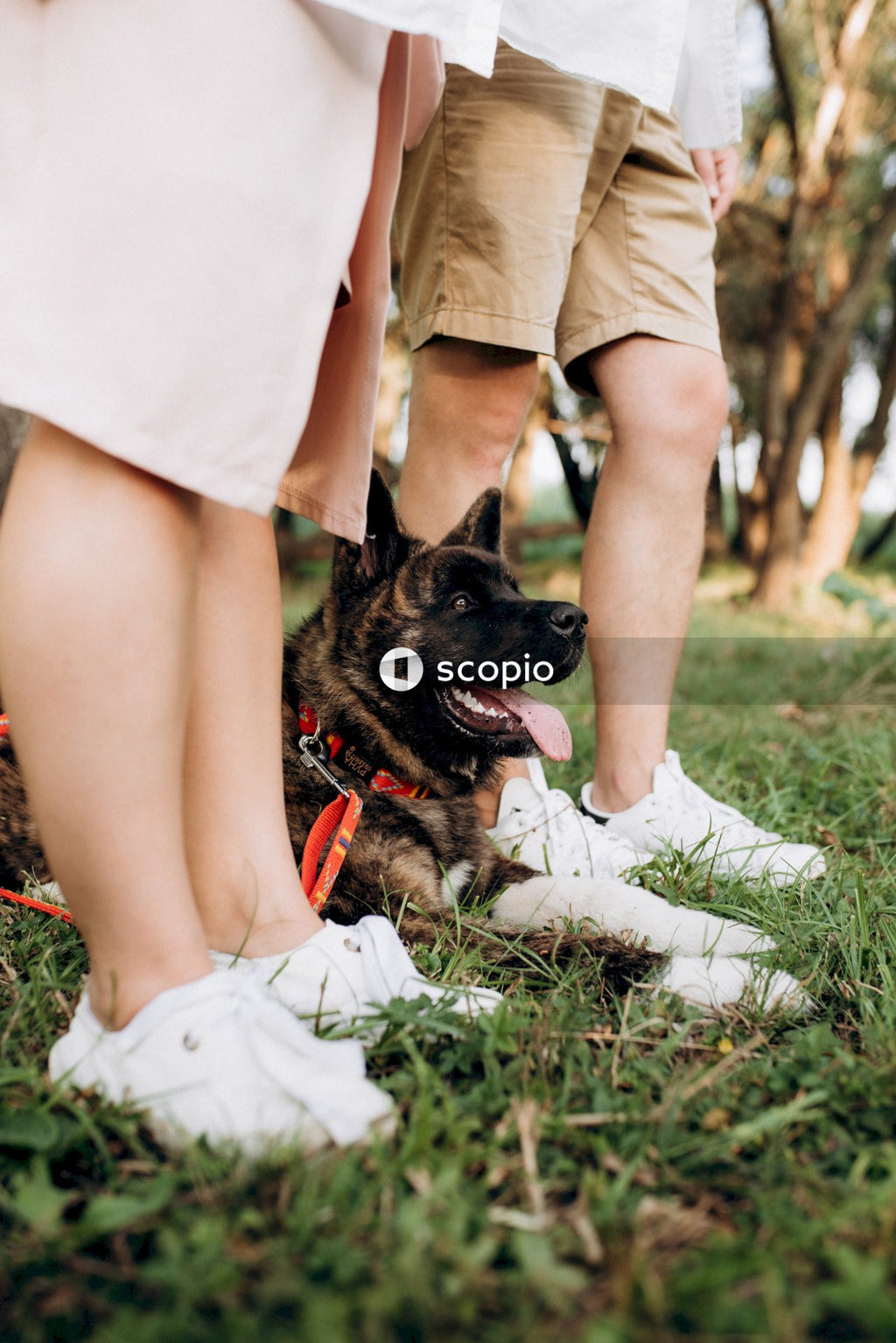 Dog sitting on green grass between man and woman standing