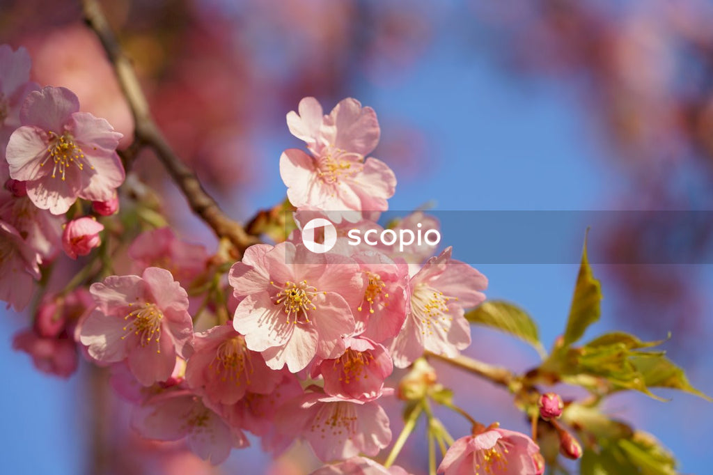 Pink and white cherry blossom in close up