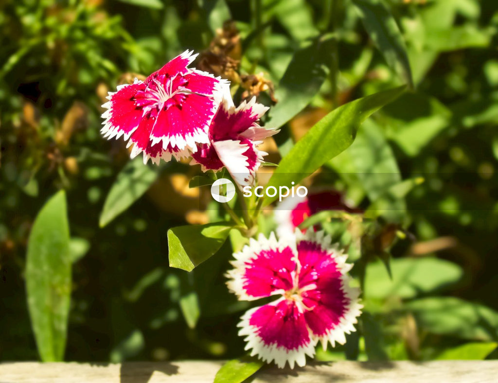Pink and white flower in close up