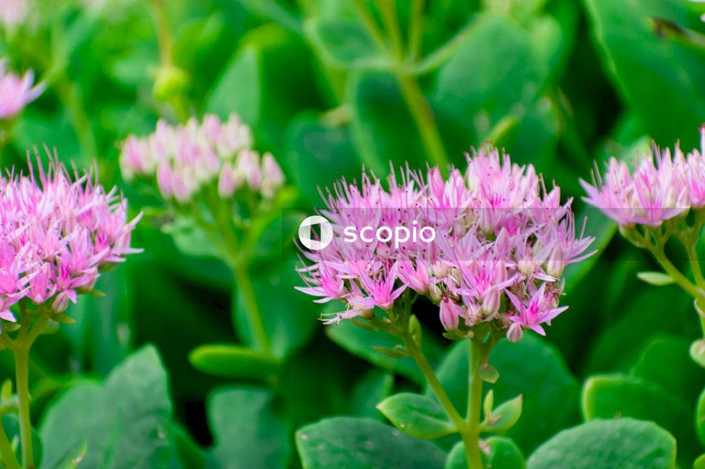 Pink and white flower in macro lens