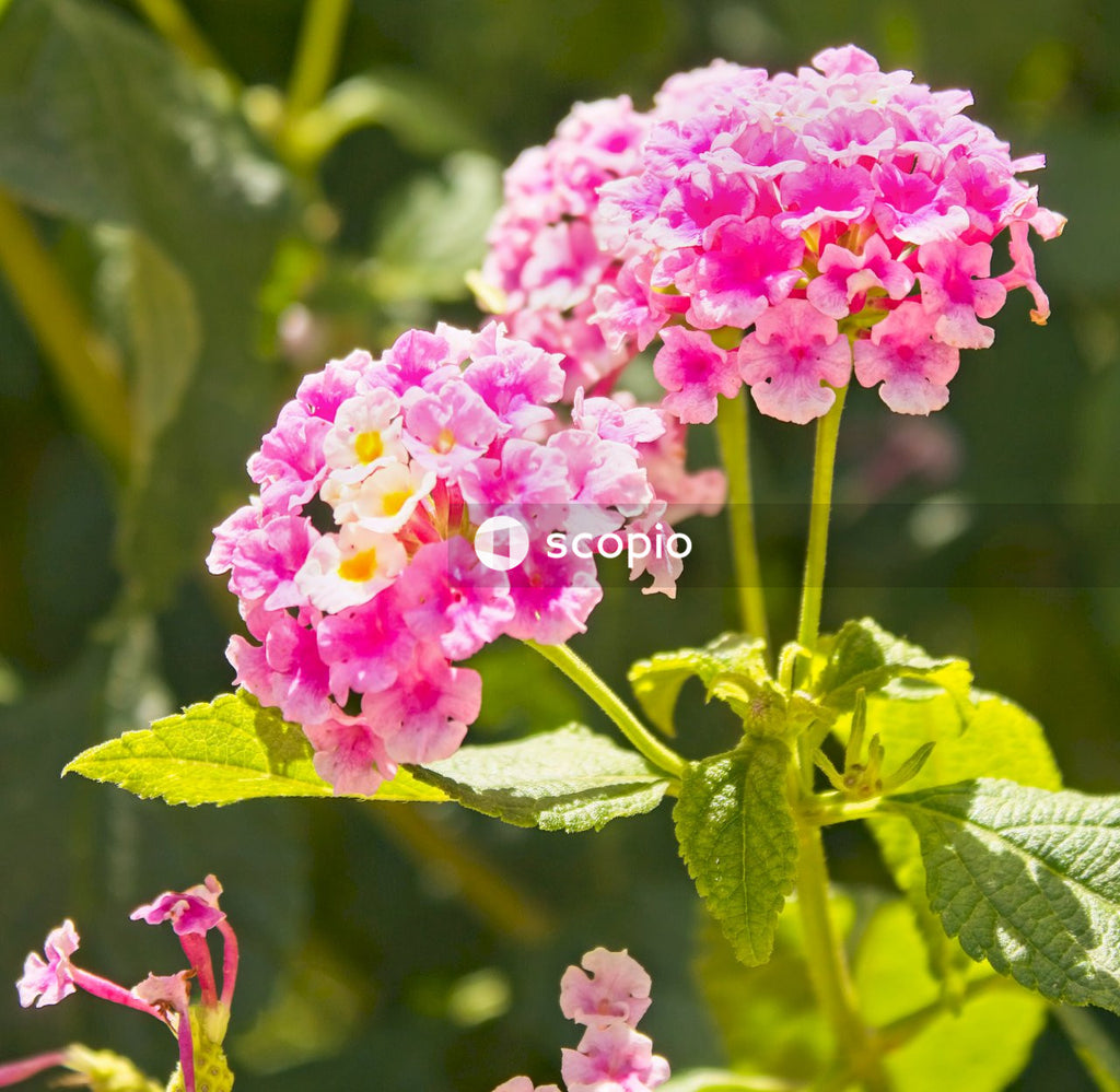Pink and white flower in tilt shift lens