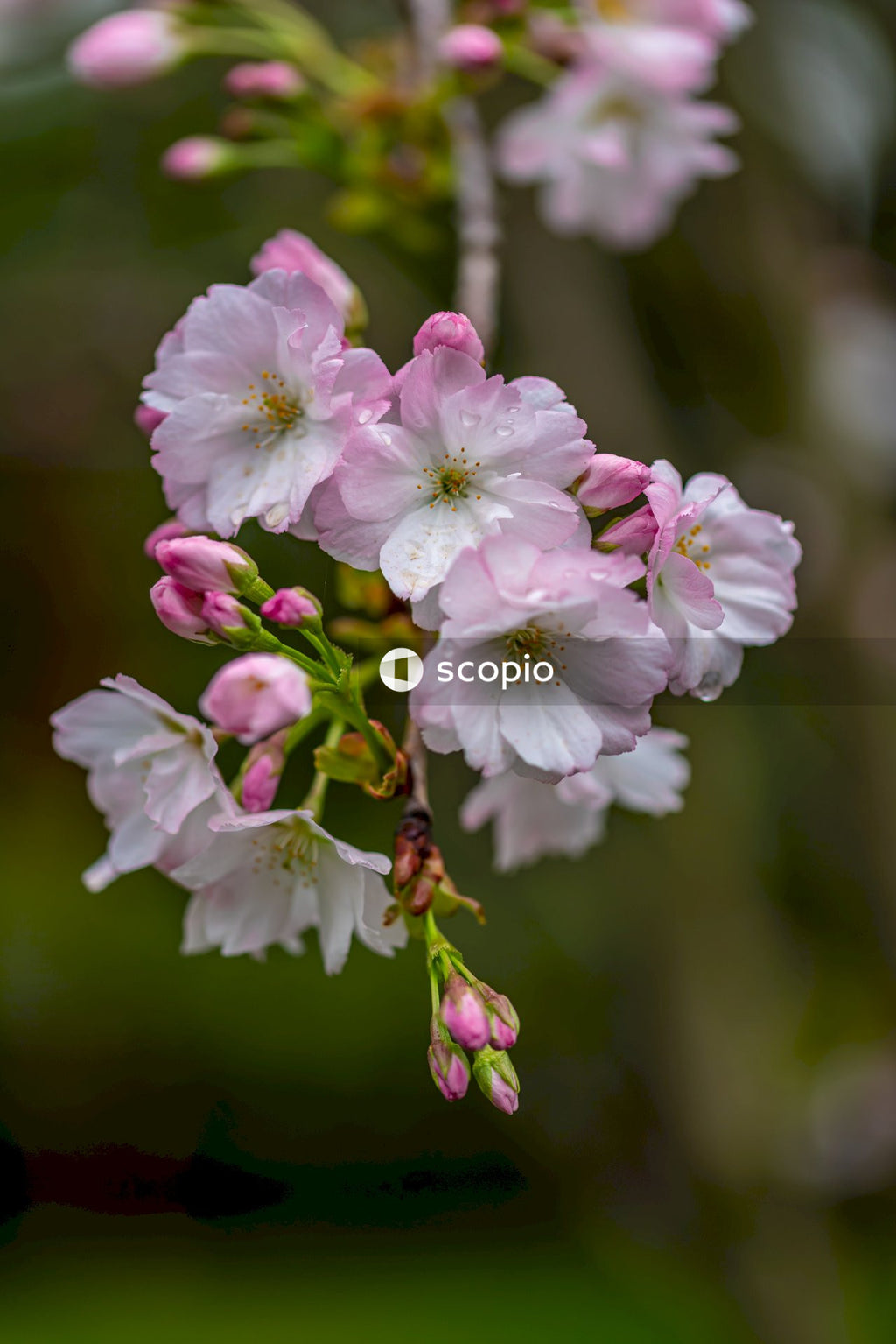 Pink and white flower in tilt shift lens