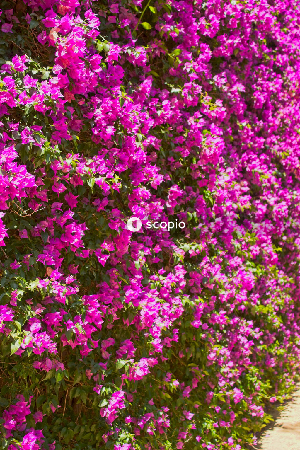 Pink and white flower petals